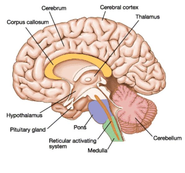 Lesión cerebral ferroviaria